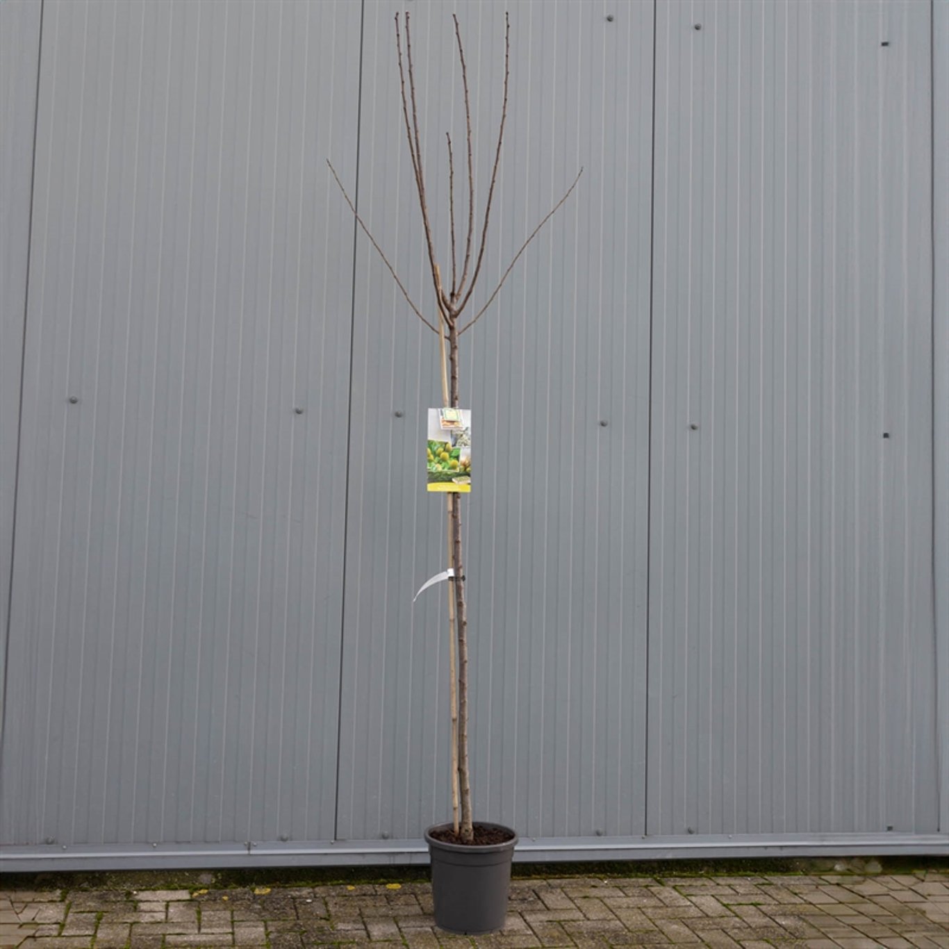 Plommon – Prunus domestica 'Reine Claude d'Oullins' - C12 250-275 CM Hoogstam